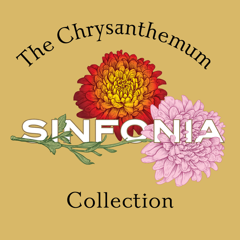 The Chrysanthemum Collection