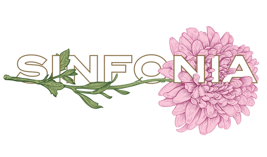 Chrysanthemum - Pink Horizontal