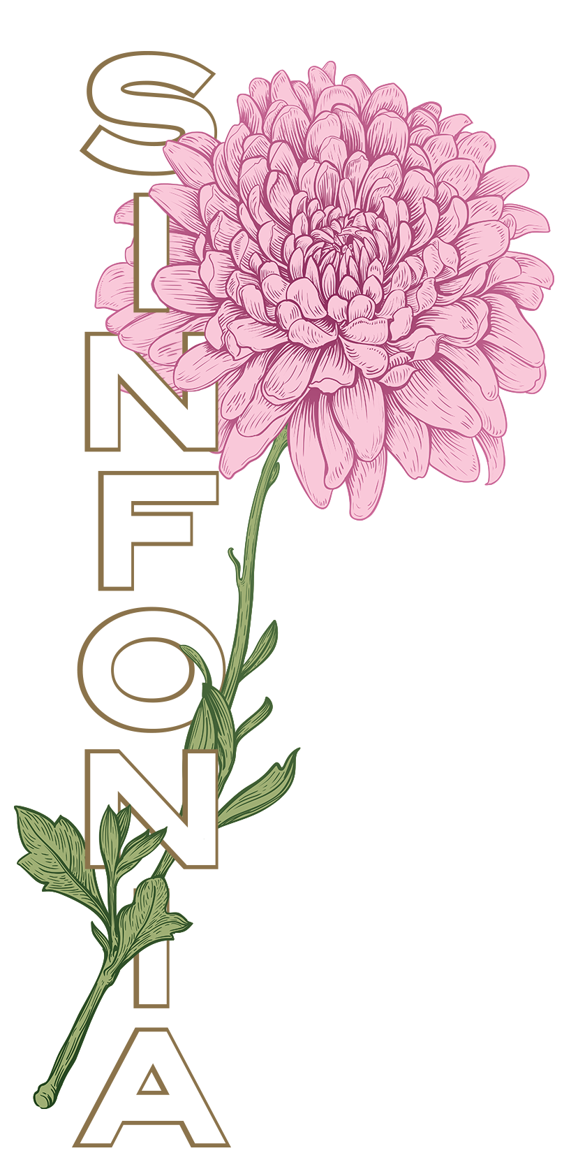 Chrysanthemum - Pink Vertical